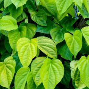 5 Cara Merebus Daun Sirih Merah untuk Mengobati Penyakit