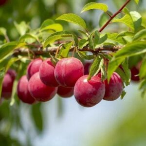 Buah Plum Untuk Diet, Ini Dia 3 Cara yang Bisa Anda Coba