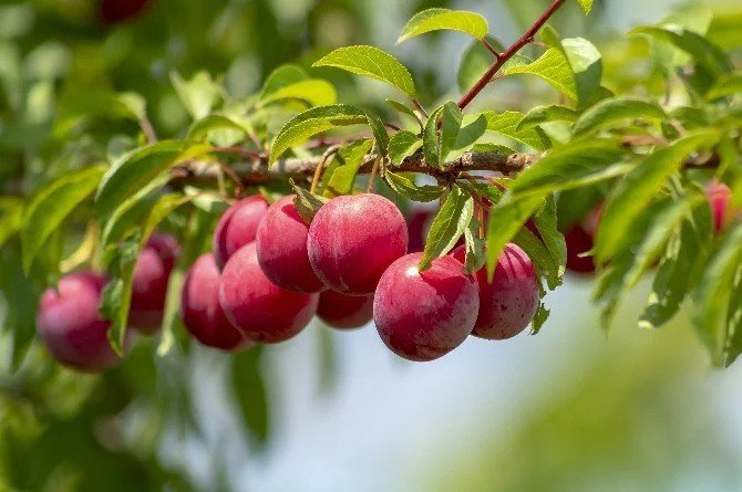 Buah Plum Untuk Diet, Ini Dia 3 Cara yang Bisa Anda Coba