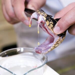 Cara Pemakaian Serum Anti Bisa Ular, Bolehkah Dilakukan Sendiri