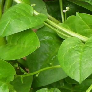 Daun Binahong untuk Wajah Ini Sederet Manfaatnya 