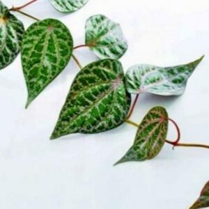 Segudang Manfaat Daun Sirih Merah bagi Kesehatan