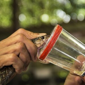 Serum Anti Bisa Ular Kobra Bisa Obati Racun, Tapi Jangan Lakukan Ini!