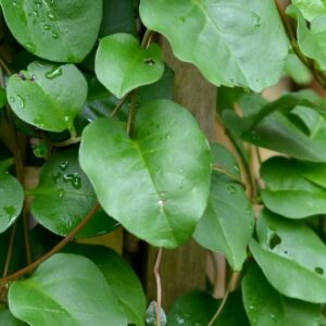 Daun Binahong Buat Jerawat yang Bisa Diaplikasikan dengan Cara Mudah Ini