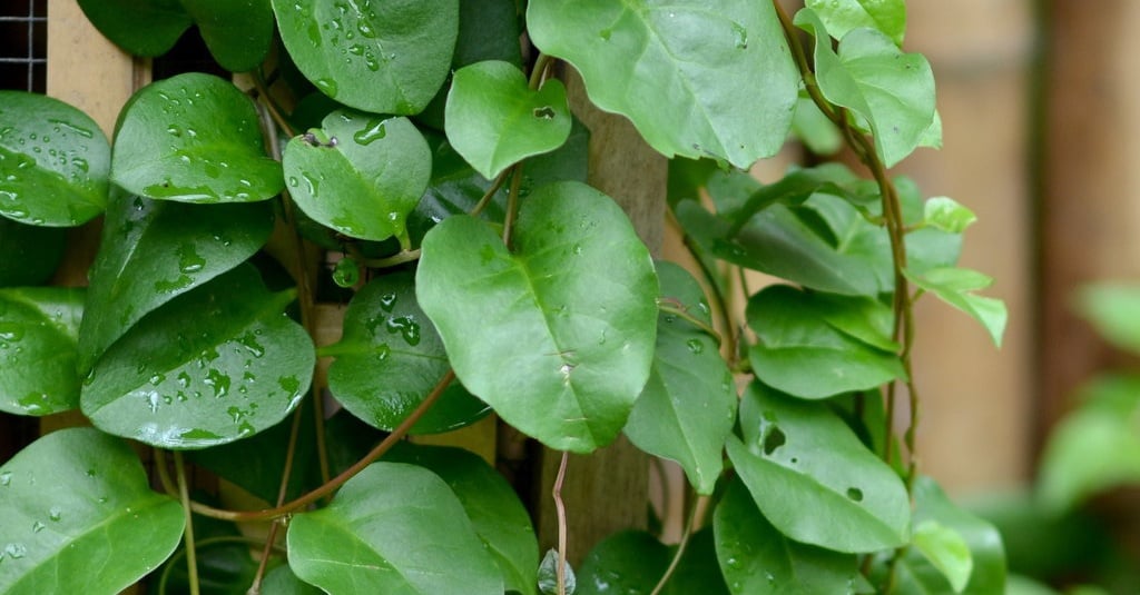 Daun Binahong Buat Jerawat yang Bisa Diaplikasikan dengan Cara Mudah Ini