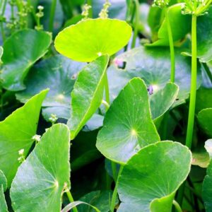 Kenalan Dengan Daun Centella Asiatica, Si Ajaib Untuk Kecantikan Wajah Alami