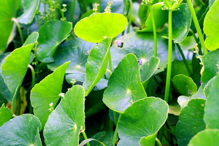 Kenalan Dengan Daun Centella Asiatica, Si Ajaib Untuk Kecantikan Wajah Alami