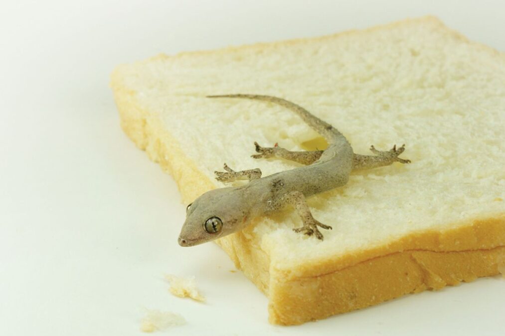 sebutkan 5 jenis binatang yang haram karena disuruh untuk membunuhnya