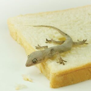 sebutkan 5 jenis binatang yang haram karena disuruh untuk membunuhnya