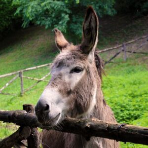 salah satu hewan yang haram dimakan adalah hewan hasil perkawinan antara kuda dengan keledai jinak atau disebut dengan