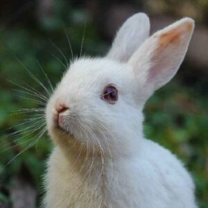 budidaya hewan ternak yang multifungsi bisa untuk daging konsumsi adalah