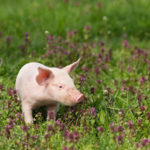 semua binatang yang ada dimuka bumi halal dimakan